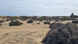 2023-GC--Mapalomas dunas-S123-226.jpg